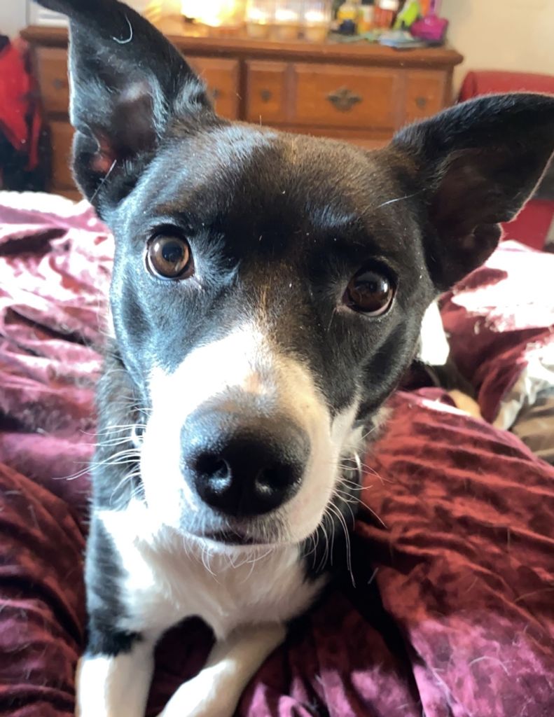 Bella Lynn Boyer Profile Photo