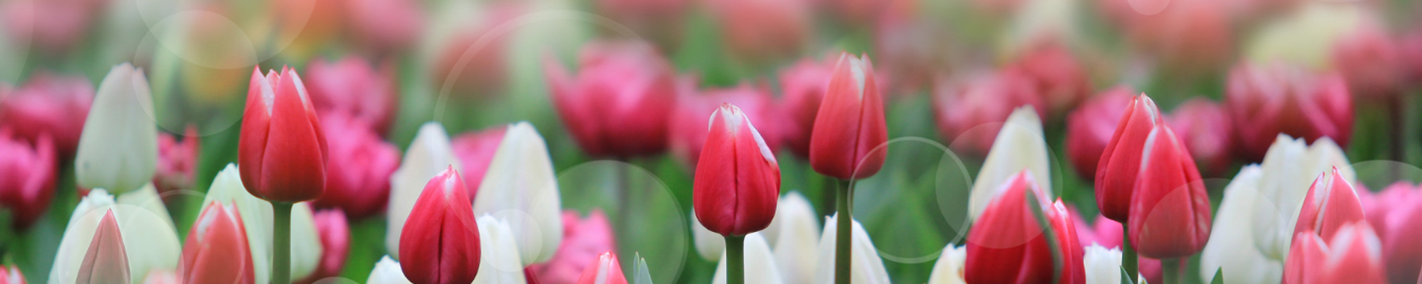 Cover photo for Nancy Hann's Obituary