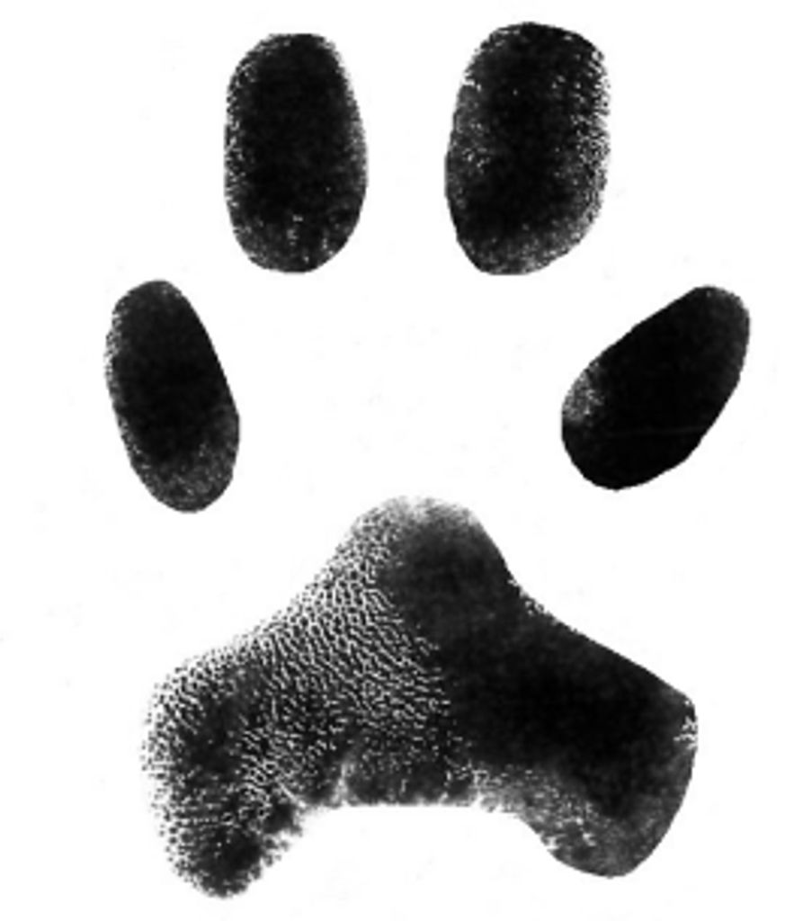 Bear Eckard