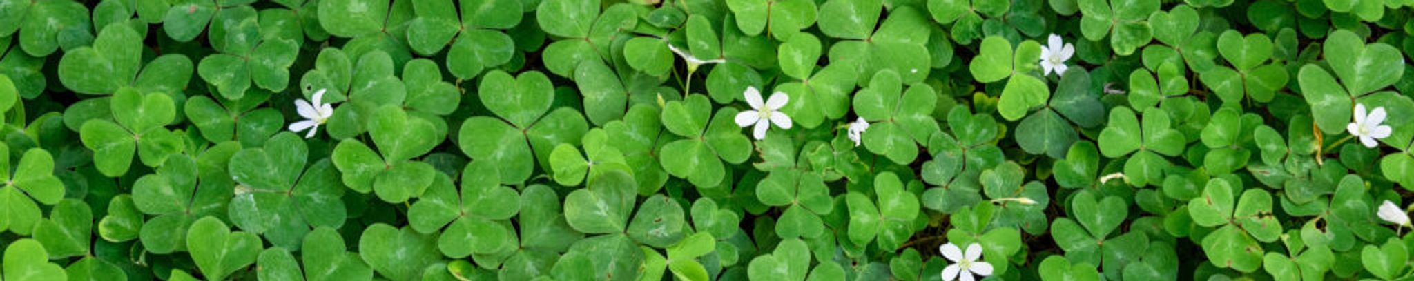 Cover for Mary Ann Branagan's Obituary