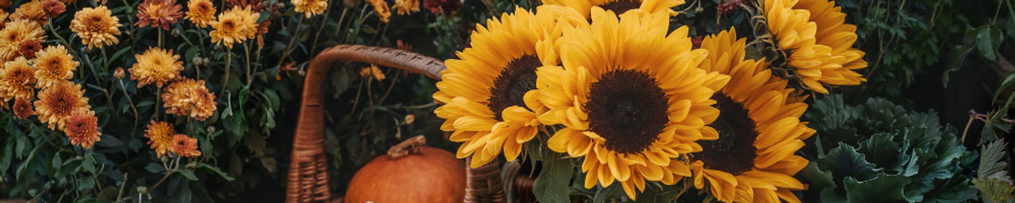Cover photo for Barbara Ann Williams's Obituary