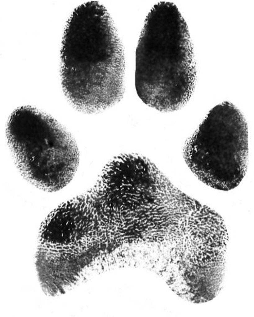 Lobo Simmons Profile Photo
