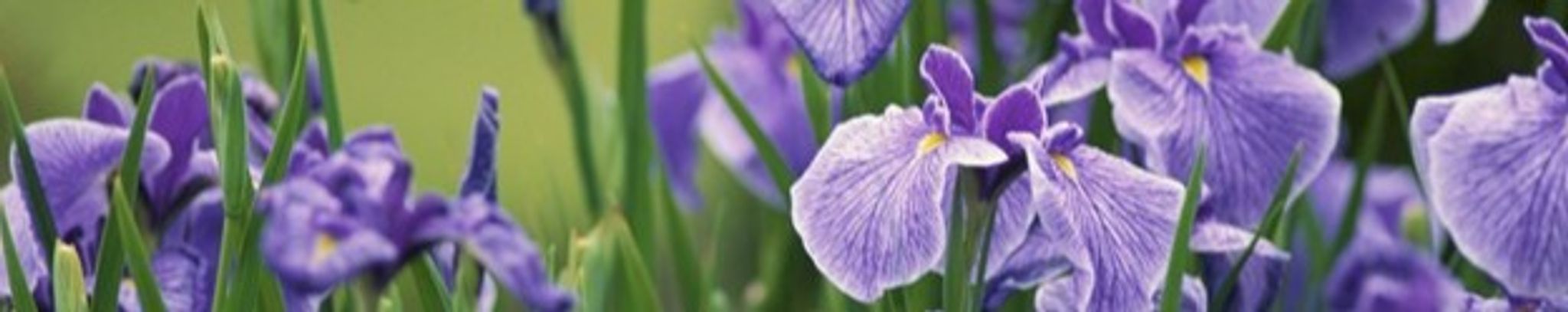 Cover photo for Joan Myrtle Thielen's Obituary