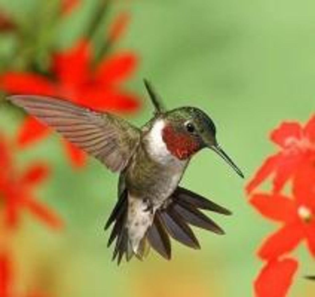 Daisy  Grace Phillips