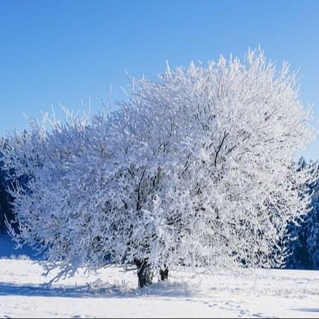 Ashely Nicole Dauber Profile Photo