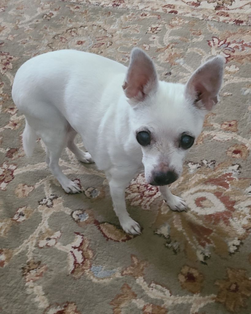Prissy West Profile Photo