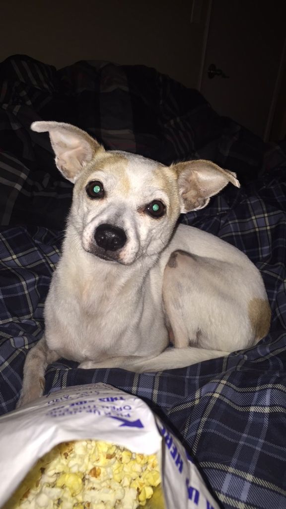 Simba Profile Photo