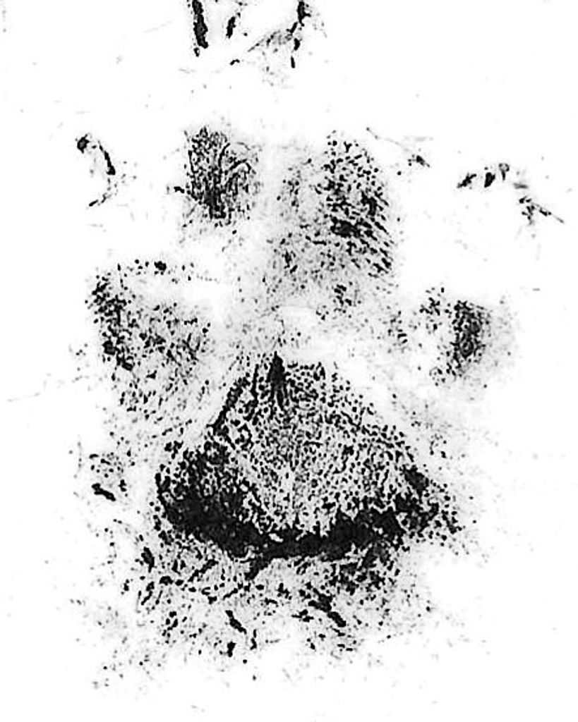 Koda Wertz Profile Photo