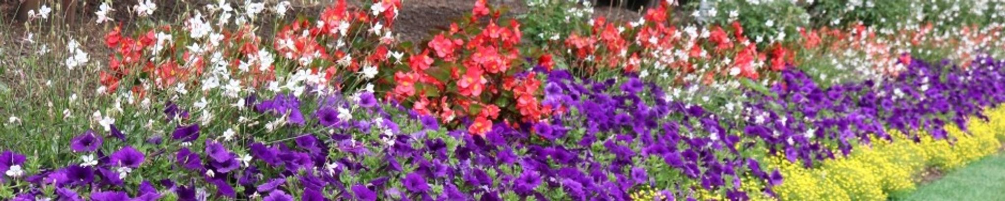 Cover photo for Fidela Ornelas's Obituary