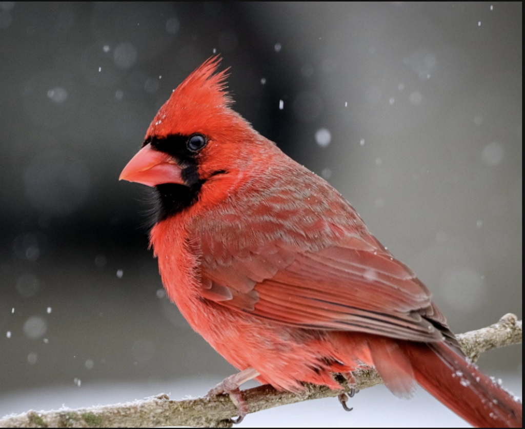 Irma Lipe Profile Photo