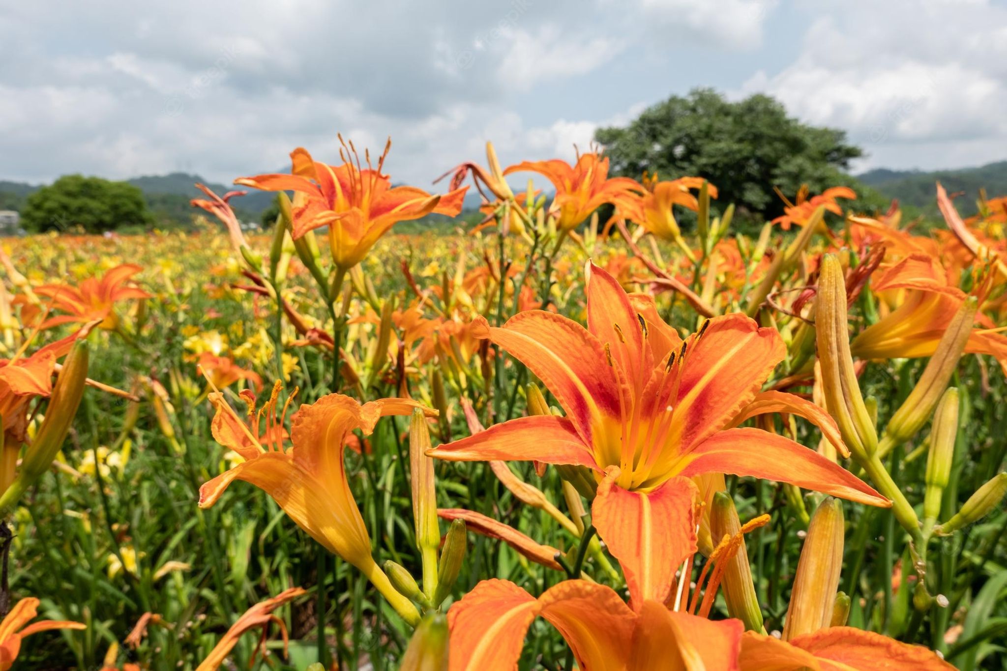 Cover photo for Rose Semplice's Obituary