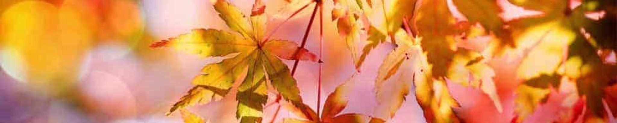 Cover for Bobby Pickett's Obituary