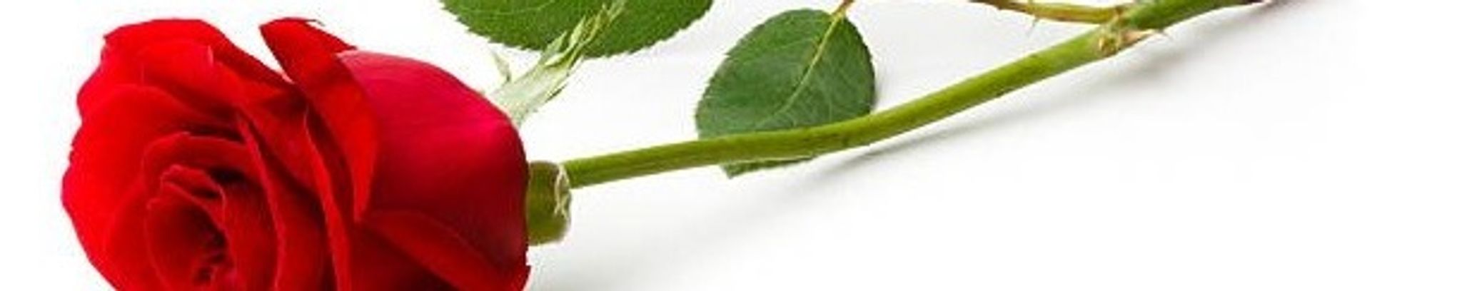 Cover photo for Cindy Frank- Sims's Obituary