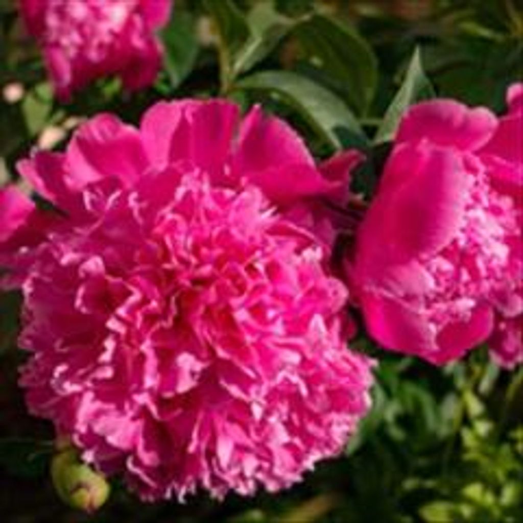 Samra Lynn Bayouth-Haddock Profile Photo