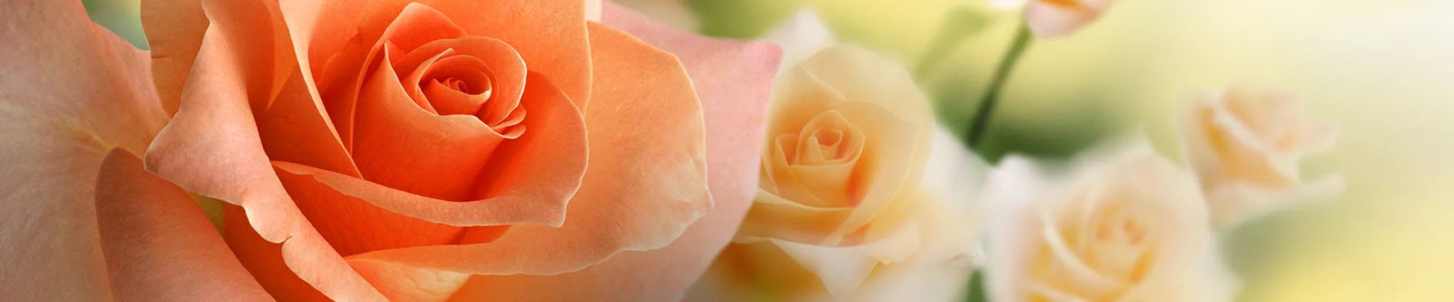 Cover photo for Emily Rose Zilke's Obituary