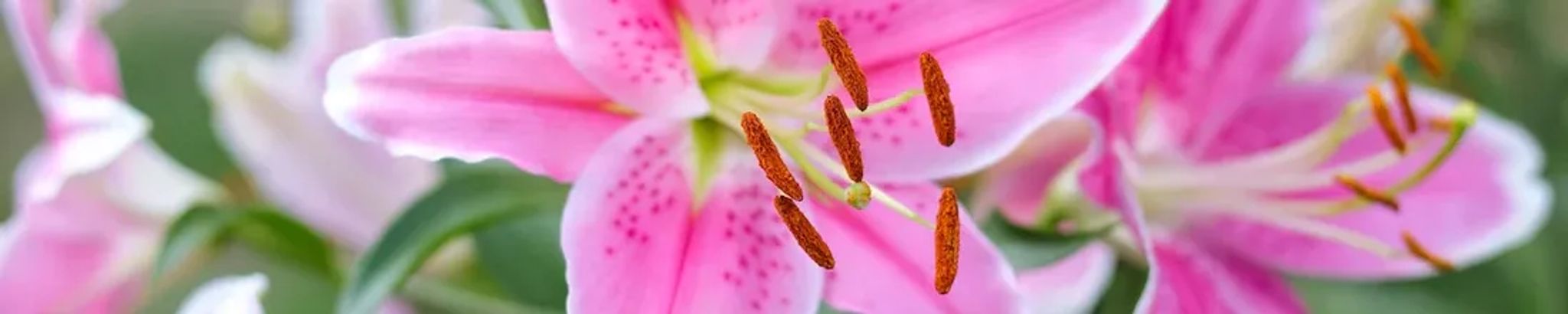 Cover for Judith Lynn Smith's Obituary