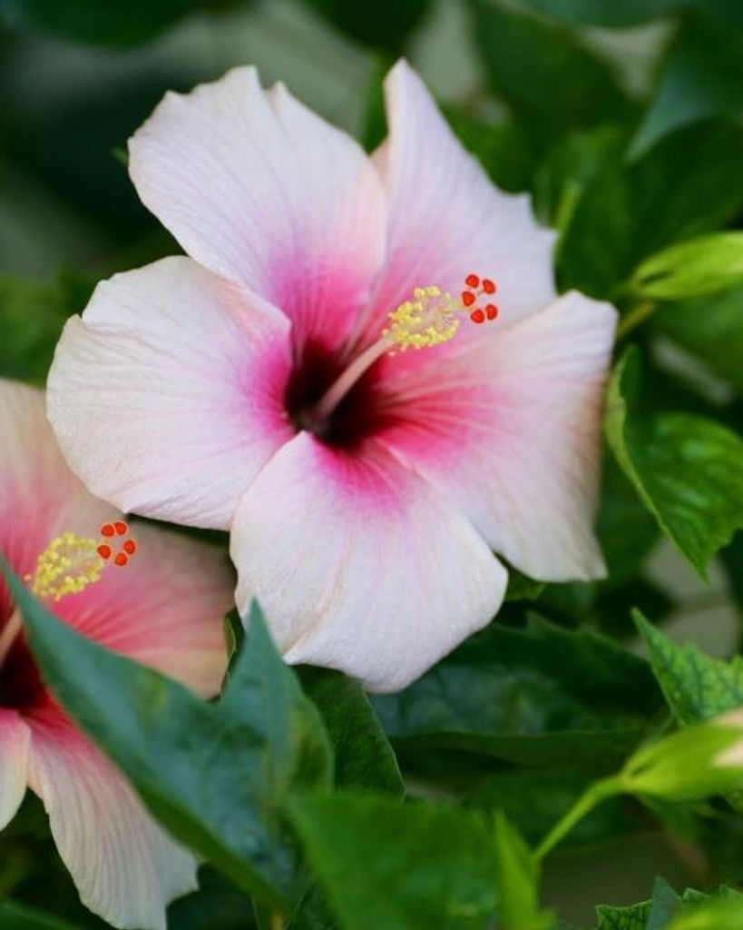 Susan Bajo Profile Photo