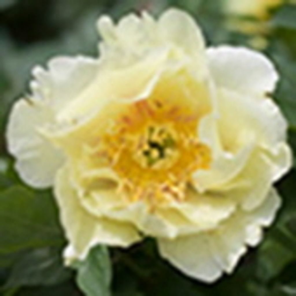 Osythe Marie Wallert