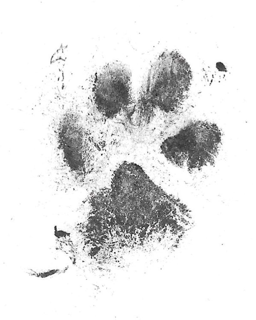 Mac Shephard Profile Photo