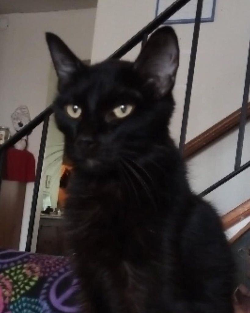 Midnight Butch Profile Photo