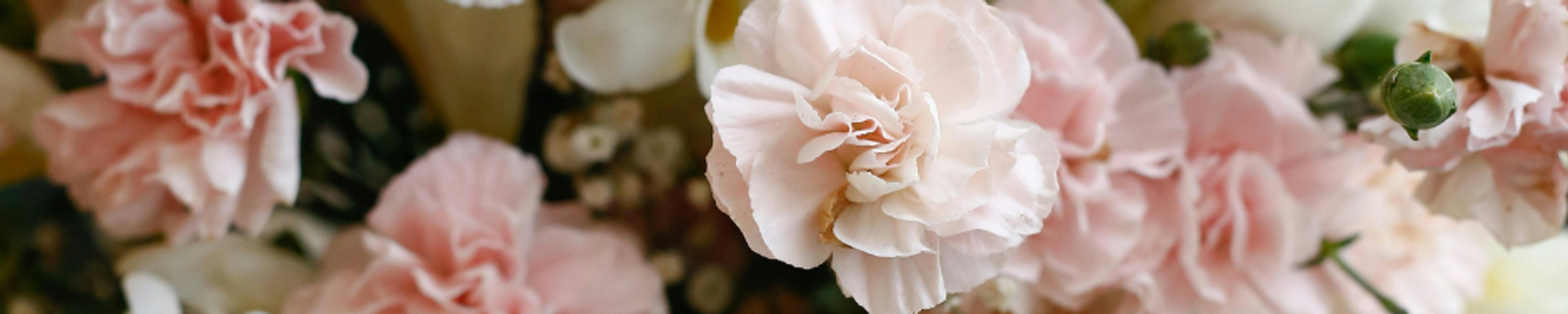 Cover photo for Elaine Laura Johnston's Obituary
