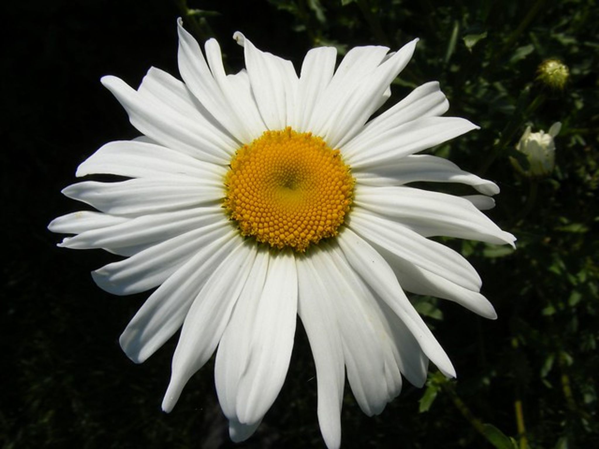 Cover photo for Helen Jaramillo's Obituary