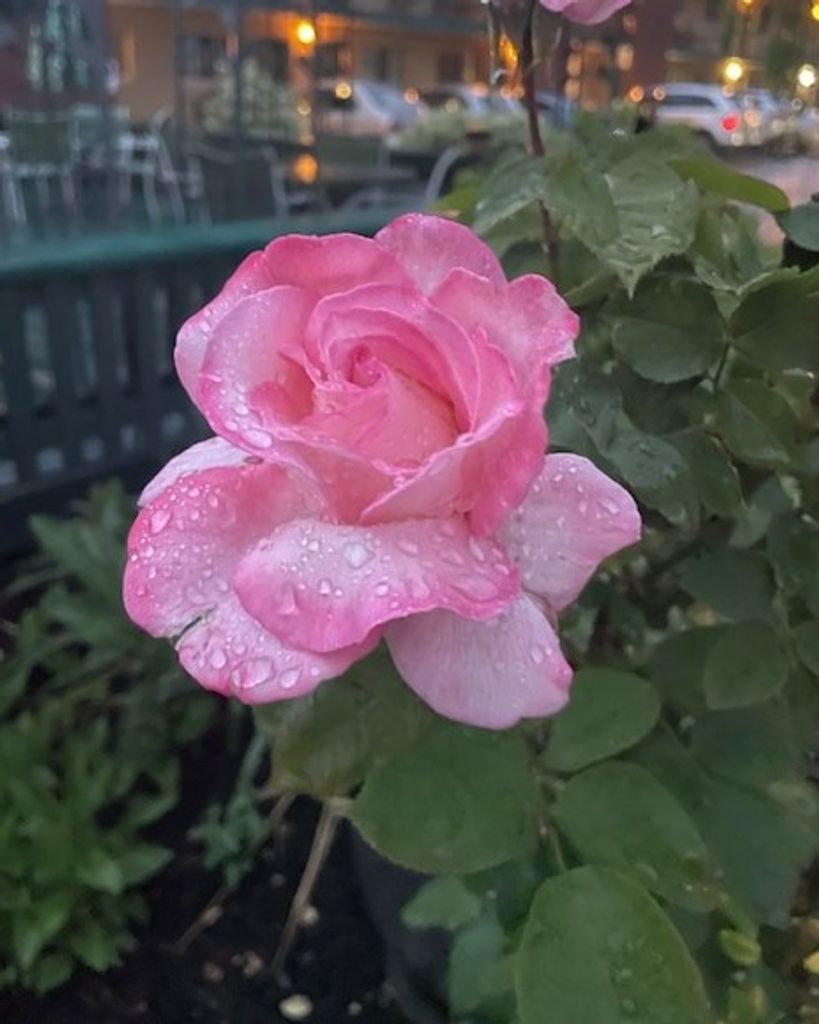 Dorothy Hull Sturtevant Profile Photo