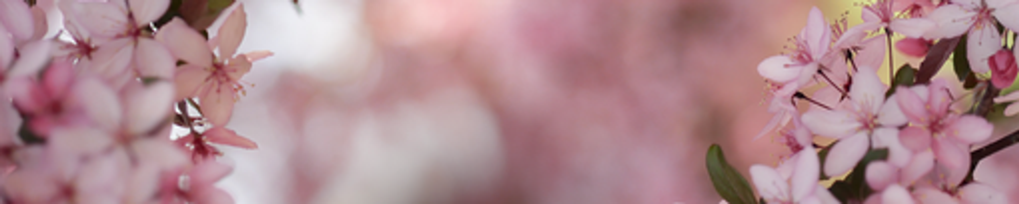 Cover for Leila Frances Jarnagin's Obituary