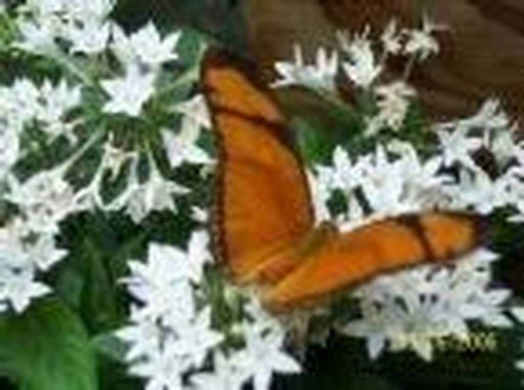 Imogene "Jean" Ammons Powell