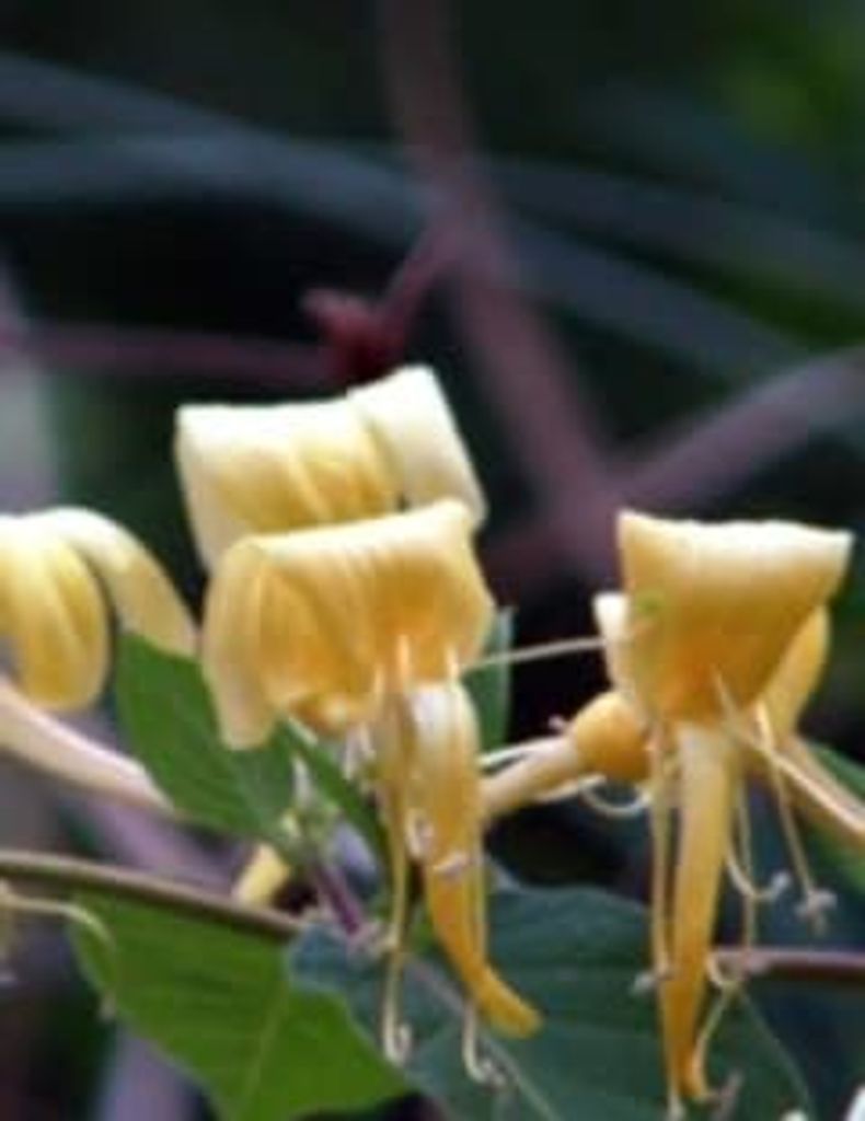 James Davis Zackery Profile Photo