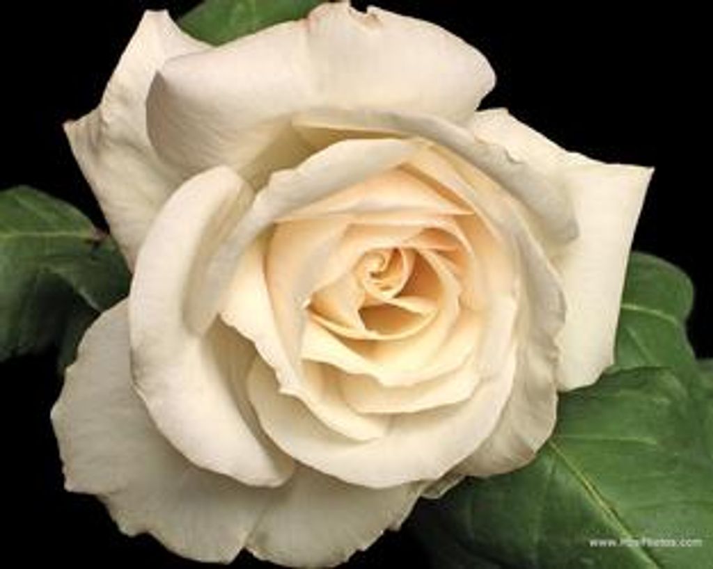 Mary T. Lienhart (Berkemeier)