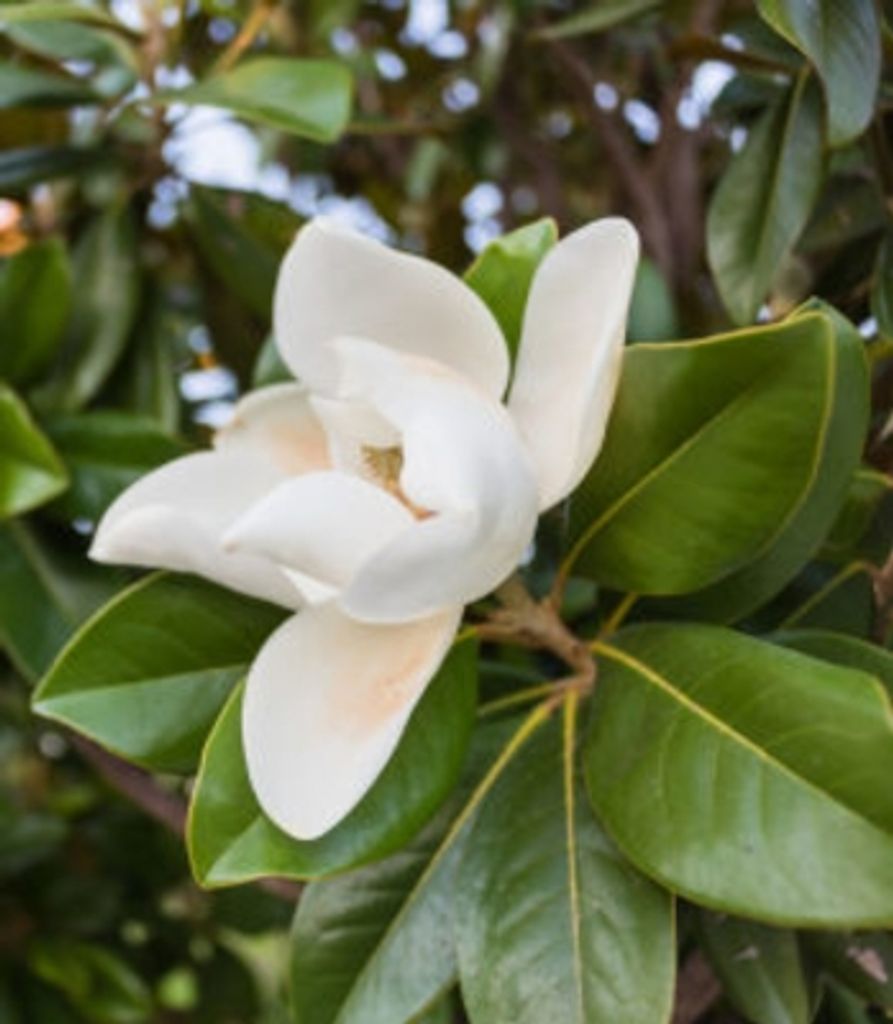 Margaret Mcgowan Robertson