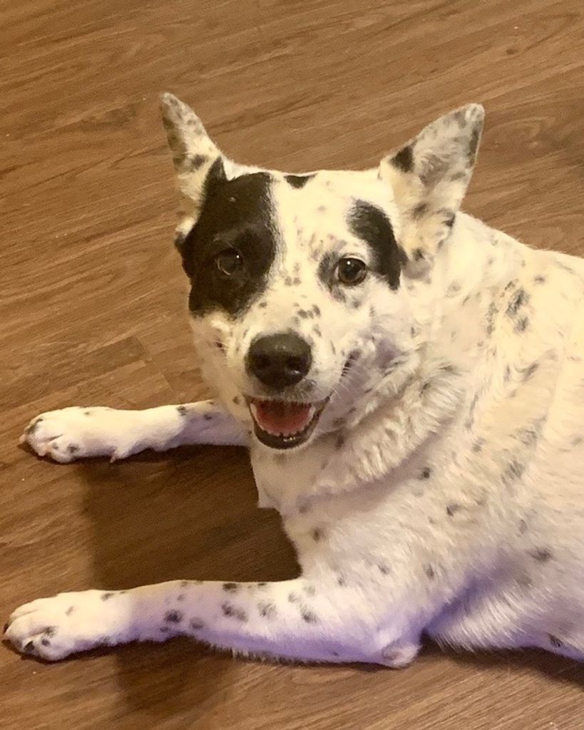Bella 🖤