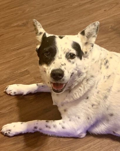 Bella ?'s obituary image