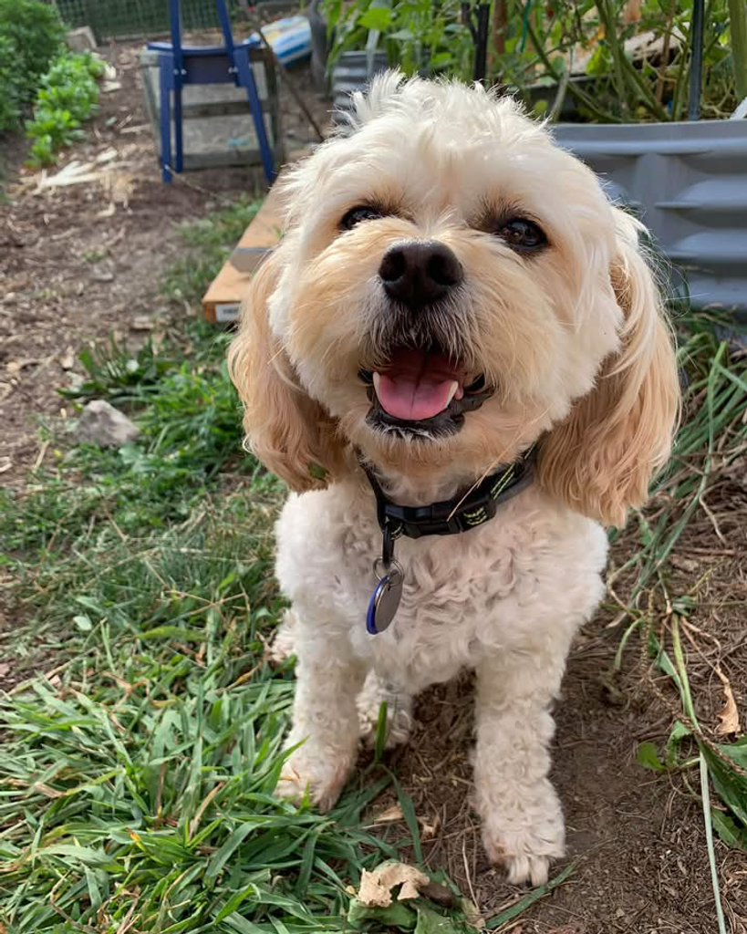 Louie Profile Photo
