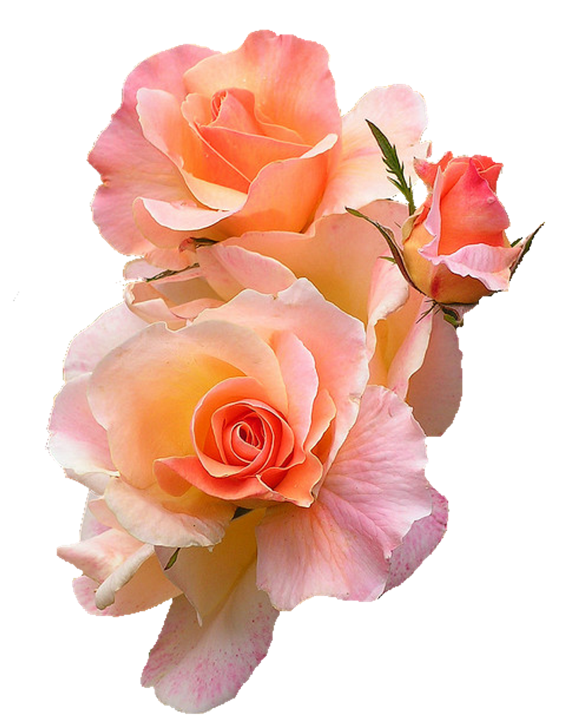 Joan C. (Curry)  Murphy
