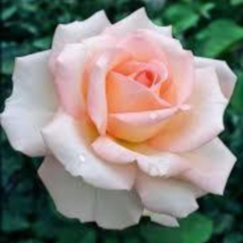 Dianne Louise Lutz Profile Photo