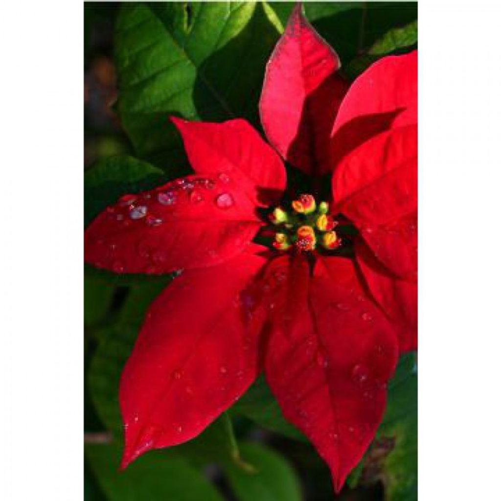 Donna M Joelson Profile Photo