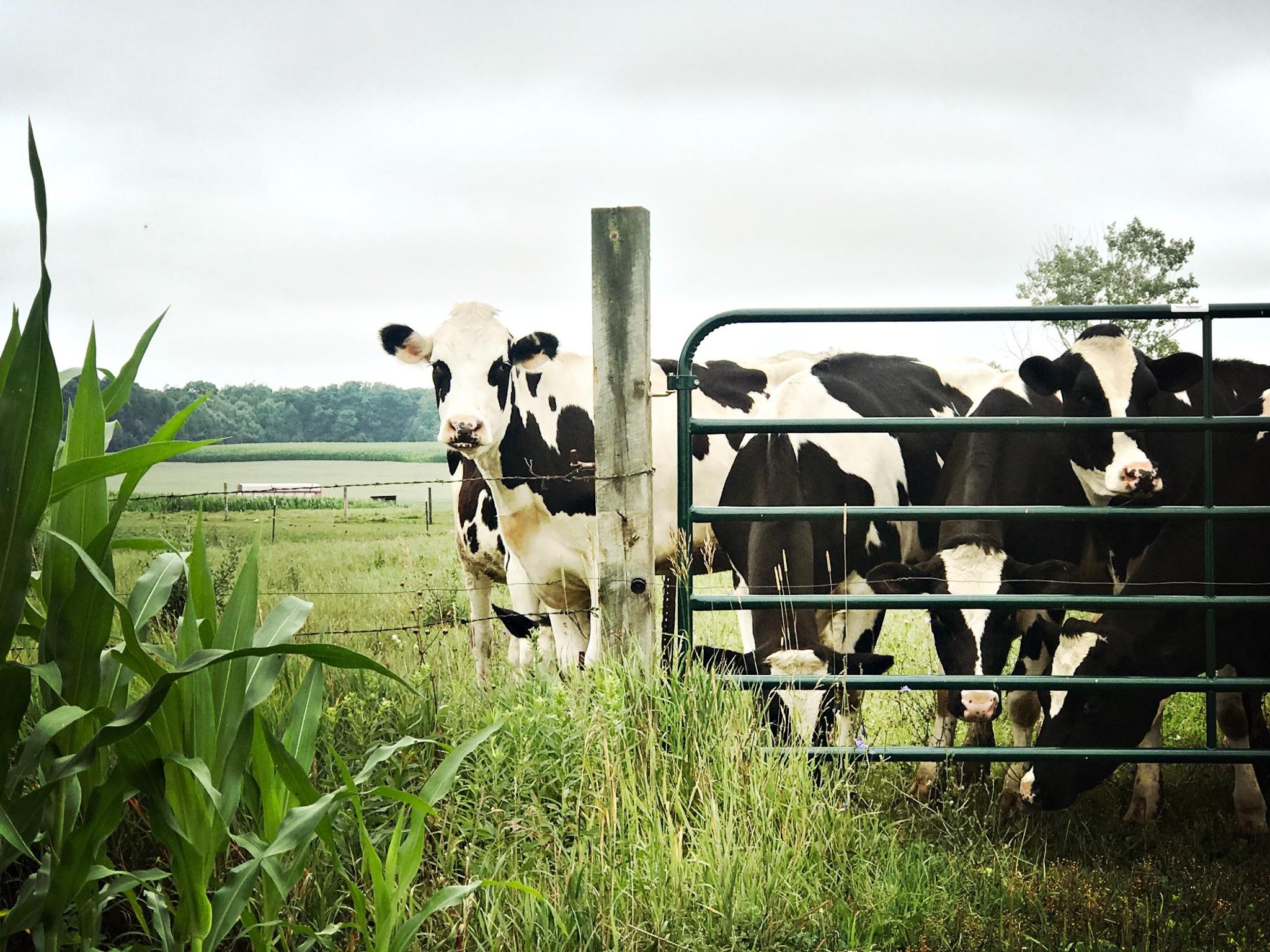 Cover for Melba Jean Strouse's Obituary
