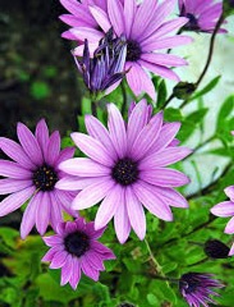 Juanita June (Kniceley)  Borden Profile Photo