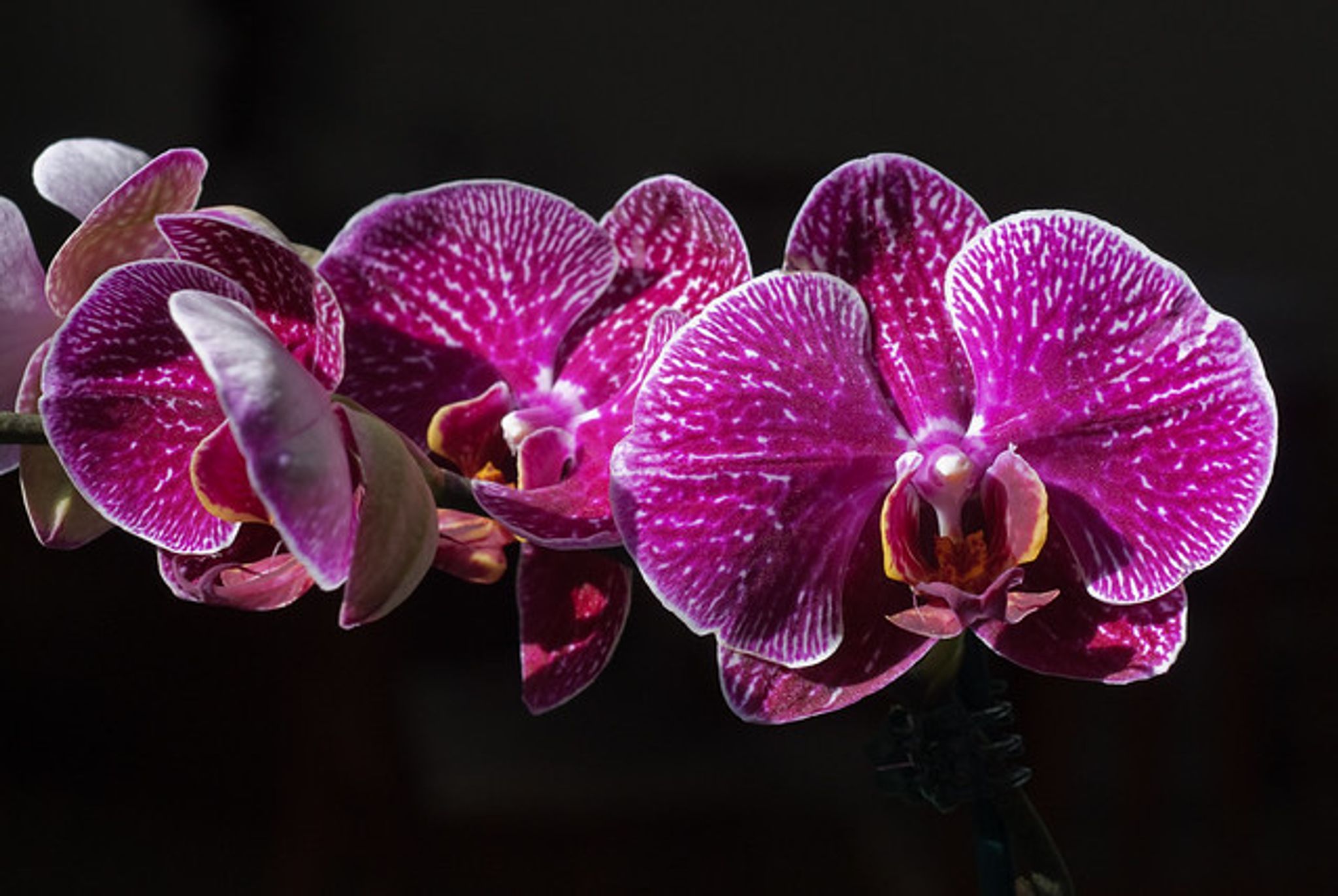 Cover photo for Nancy Florence Green's Obituary