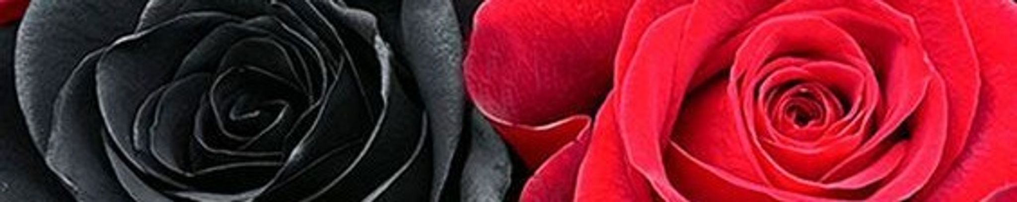 Cover photo for Ramona H. Carrasco's Obituary