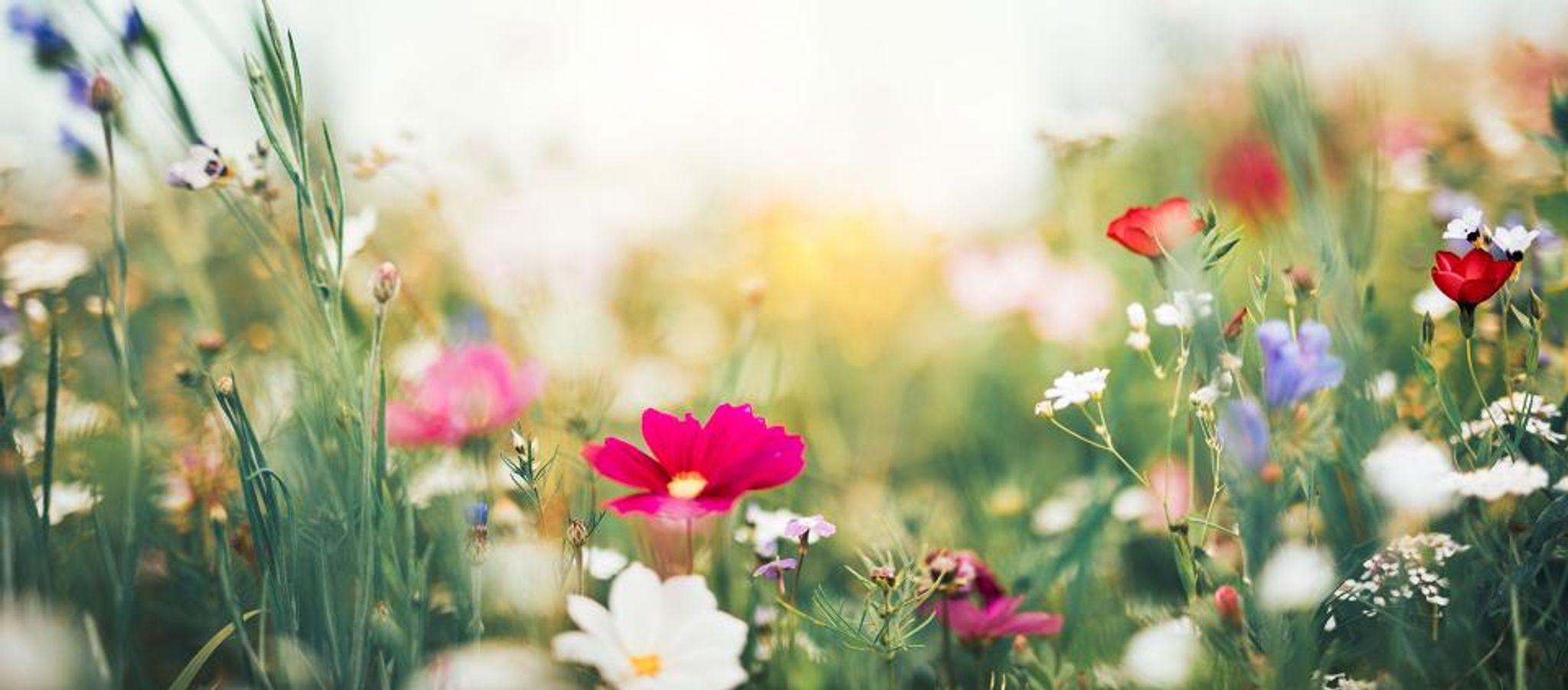 Cover photo for Ann Marie McLaughlin's Obituary