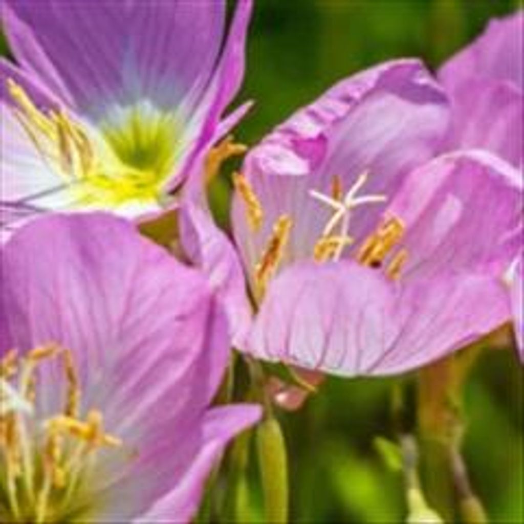 Janiece Hughes Heffner