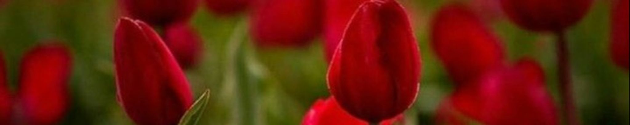 Cover photo for Beverly Brackin's Obituary