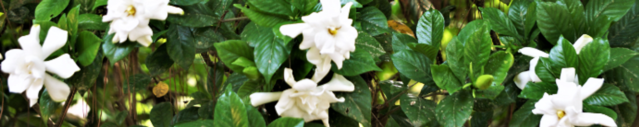 Cover for Lona Mae Anderson's Obituary