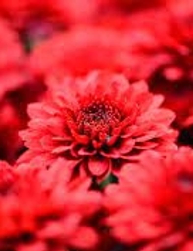 Susan  Christine  Eastberg-Doeler Profile Photo