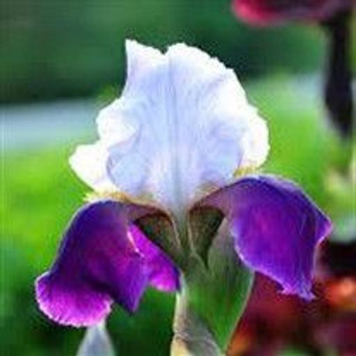 Sharon Schweitzer Profile Photo
