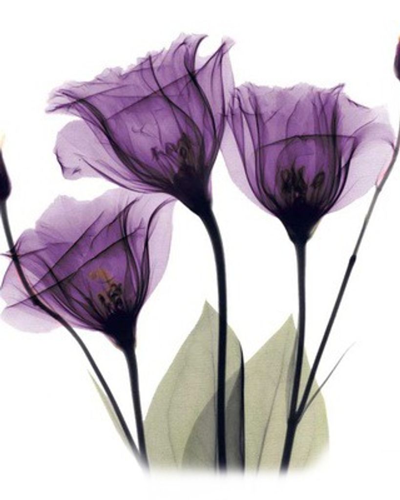 MARYAM CARMELA COHEN aka MARY HELEN KERN