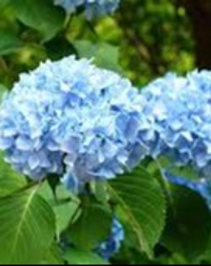 Penny Noble Loveless